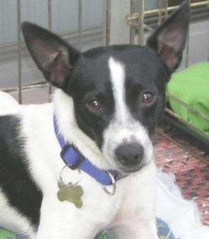 MANY MORE DOGS, Young Female unknown