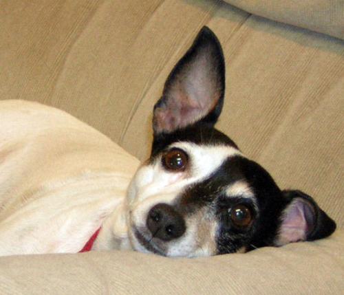 MANY MORE DOGS, an adoptable Rat Terrier Mix in Mount Pleasant, TX_image-2