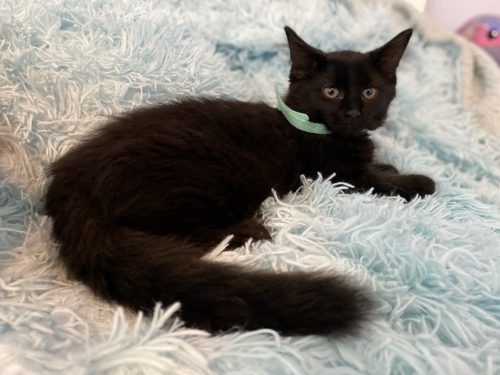 Sarge, an adopted Domestic Medium Hair Mix in Rochester Hills, MI_image-1