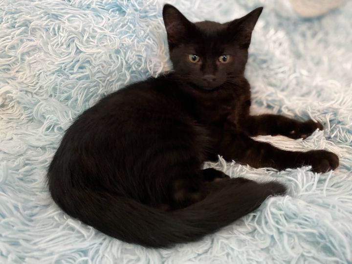 Onyx, an adopted Domestic Short Hair Mix in Rochester Hills, MI_image-1