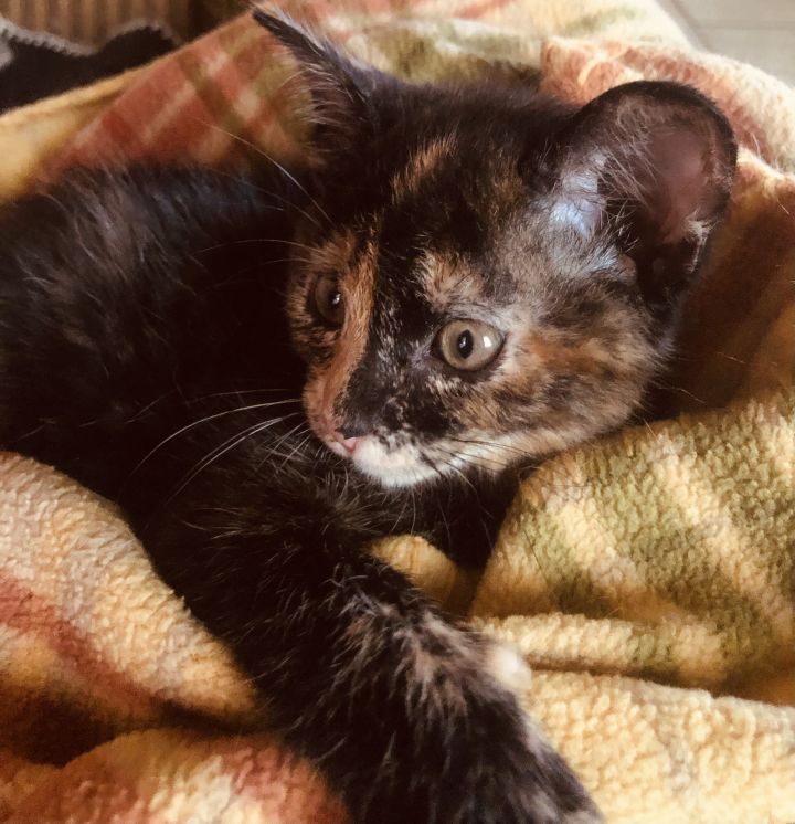 Cat For Adoption Fufi A Tortoiseshell In Rome Ga Petfinder