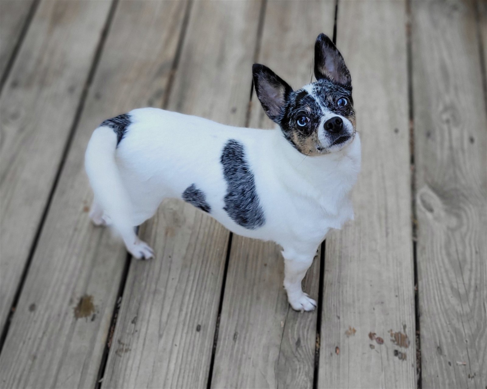 Peppa Pig bonded with Piglet, an adoptable Chihuahua in Woodbridge, CT, 06525 | Photo Image 1