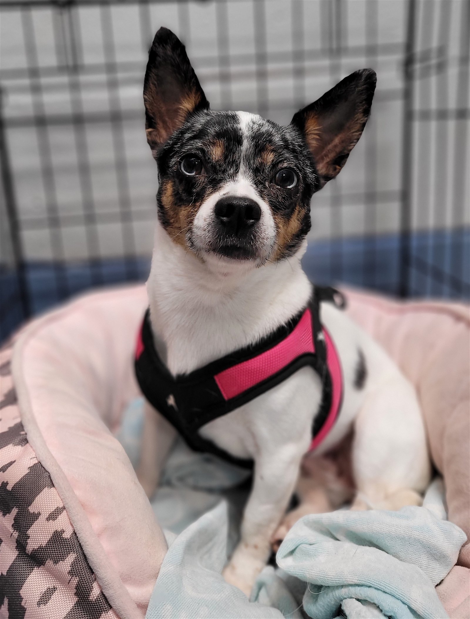 Peppa Pig bonded with Piglet, an adoptable Chihuahua in Woodbridge, CT, 06525 | Photo Image 3
