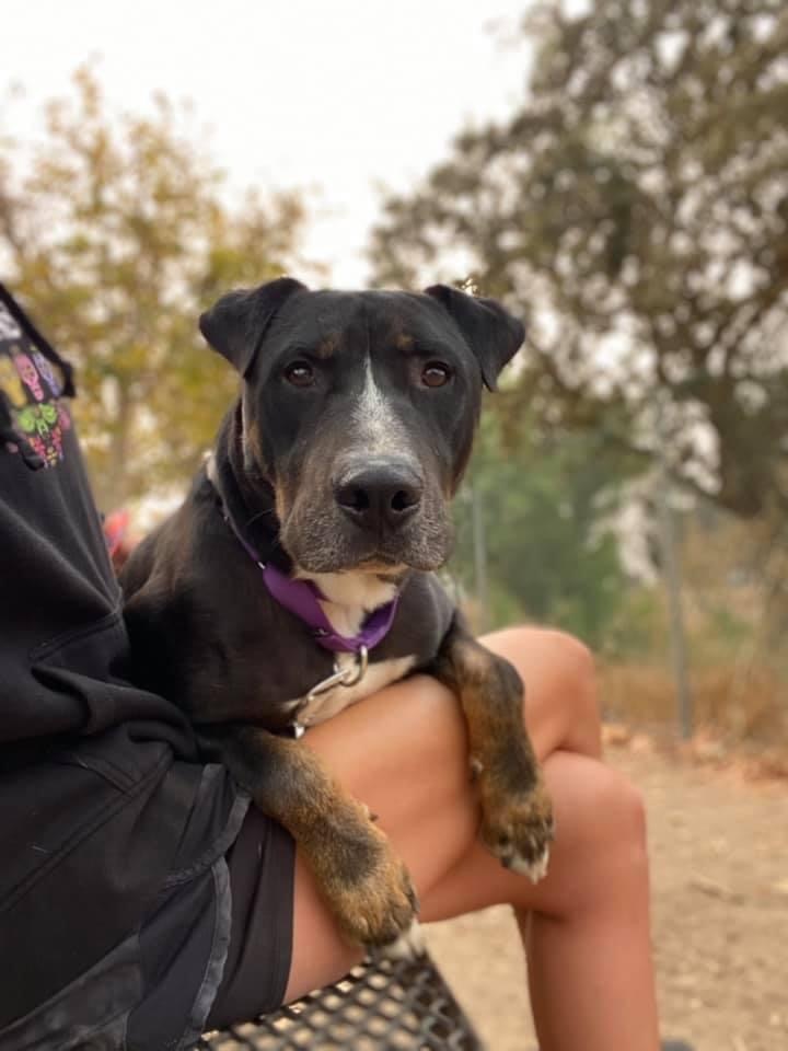 Elmer, an adoptable German Shepherd Dog, Rottweiler in Visalia, CA, 93277 | Photo Image 3