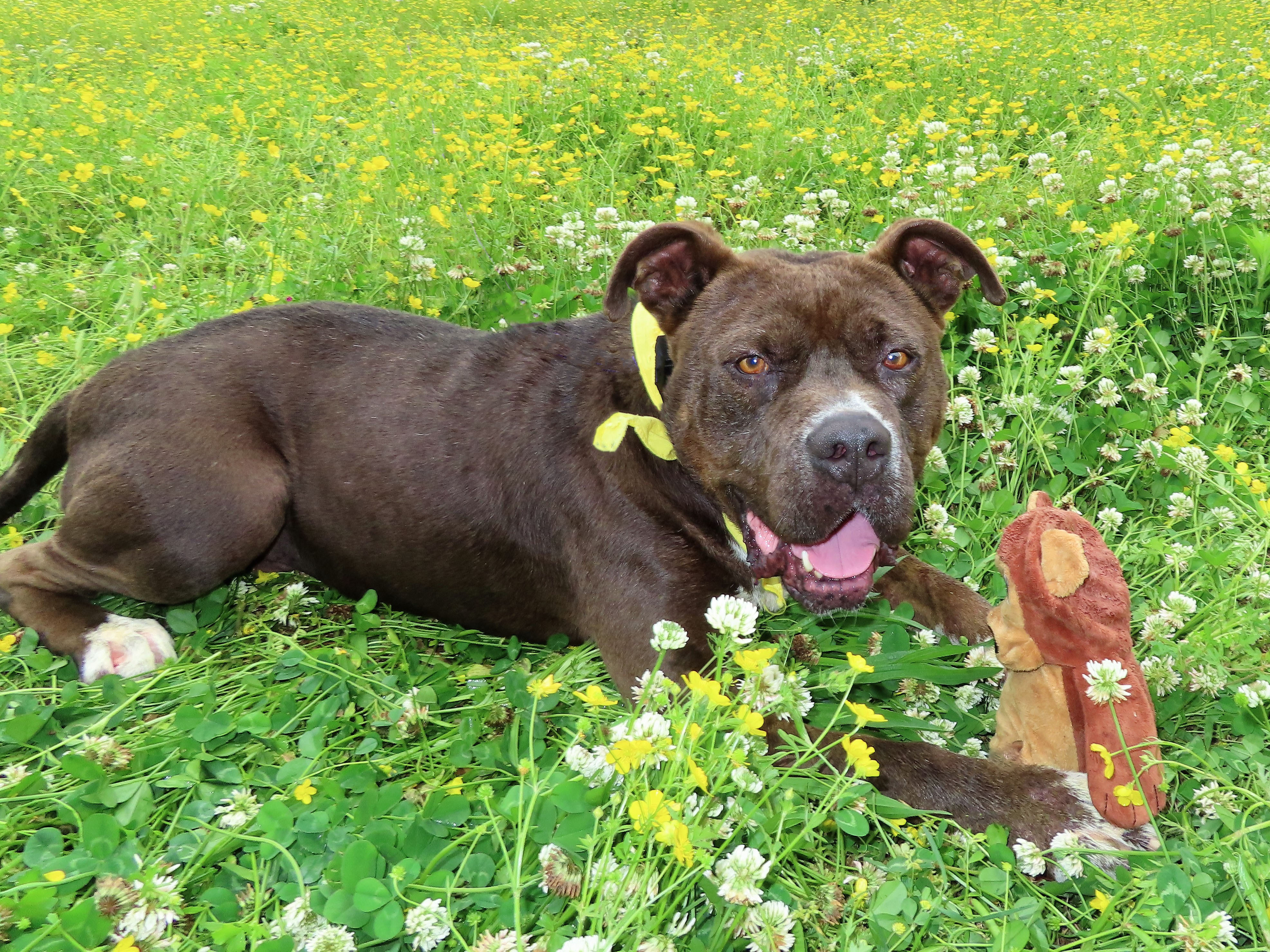 Care Baer  6374, an adoptable Pit Bull Terrier, Mixed Breed in Rogers, AR, 72758 | Photo Image 2