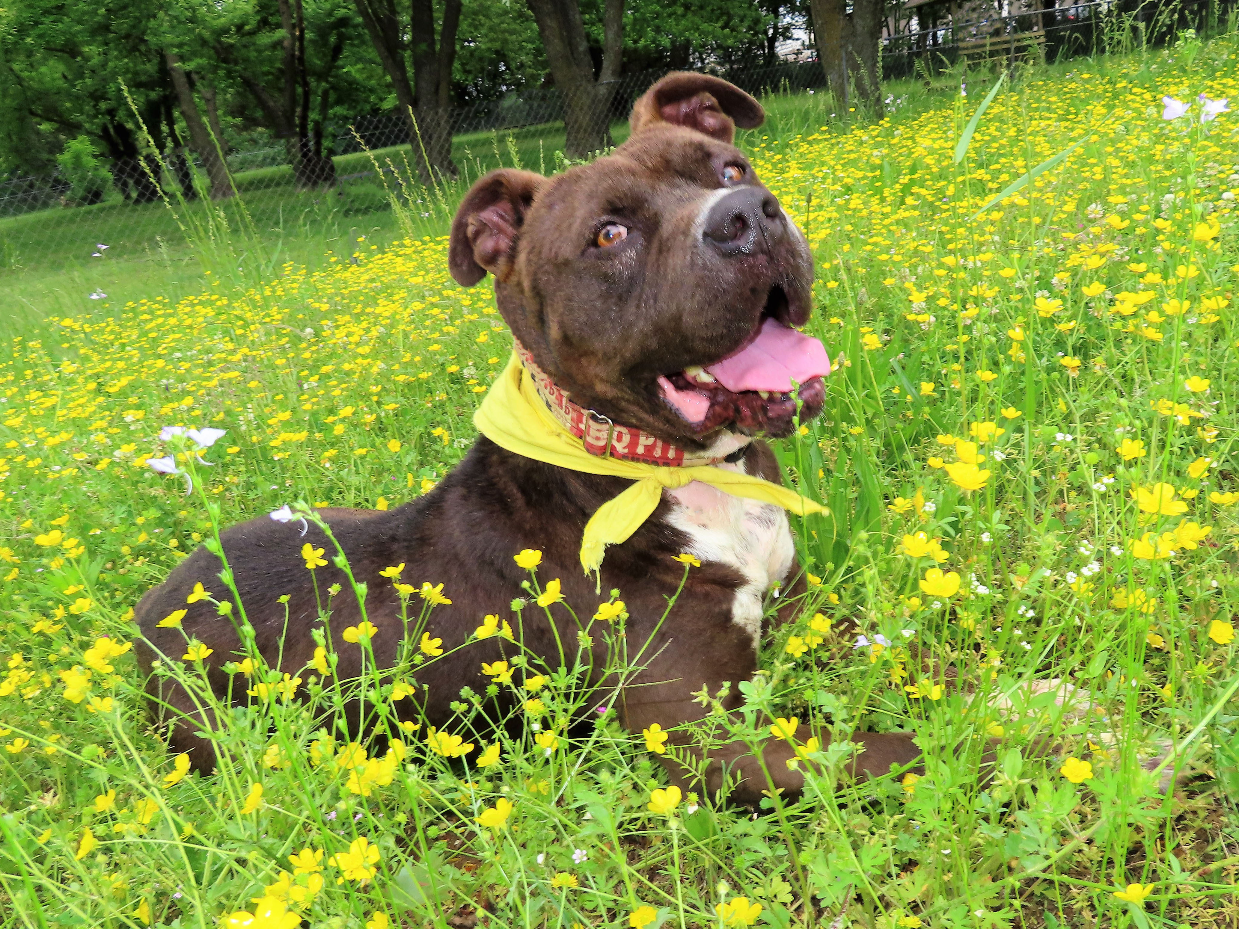 Care Baer  6374, an adoptable Pit Bull Terrier, Mixed Breed in Rogers, AR, 72758 | Photo Image 3