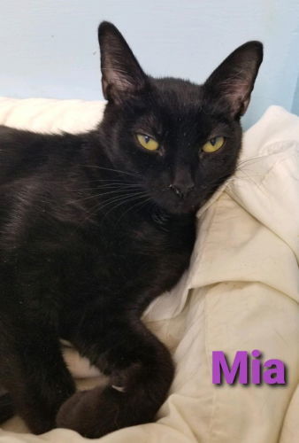Mia II - Cat Room, an adoptable Domestic Short Hair in Oakland Park, FL, 33334 | Photo Image 1