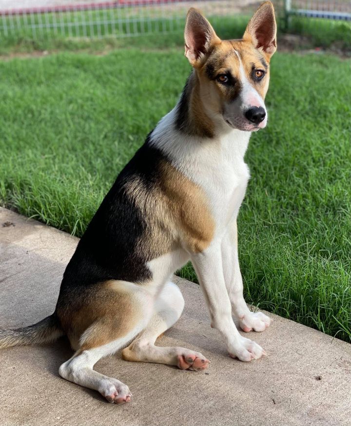 can a basenji and a german shepherd dog be friends