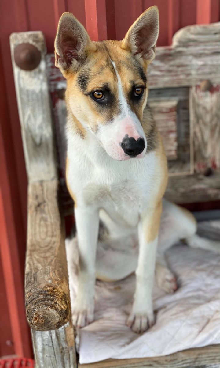 Kimi, an adoptable Siberian Husky & German Shepherd Dog Mix in Madisonville, TX_image-2