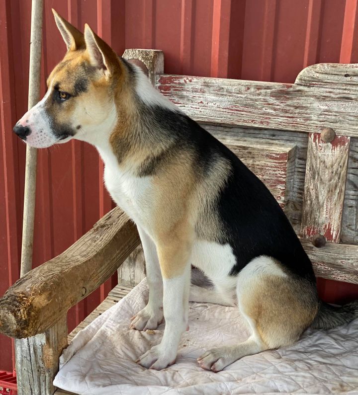 Kimi, an adoptable Siberian Husky & German Shepherd Dog Mix in Madisonville, TX_image-4