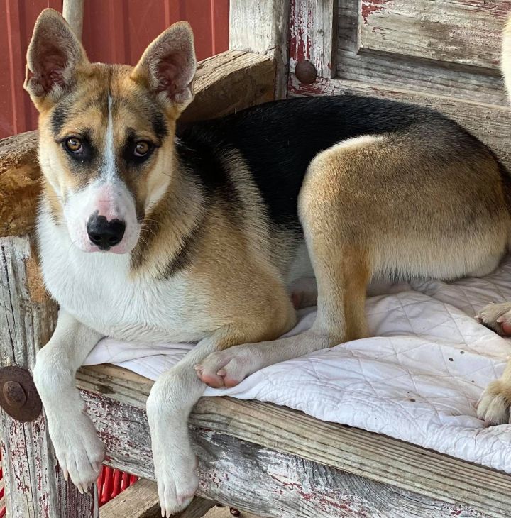 Basenji best sale husky mix