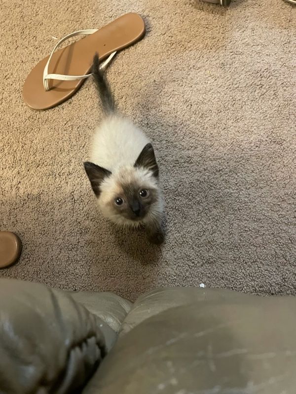 Basil