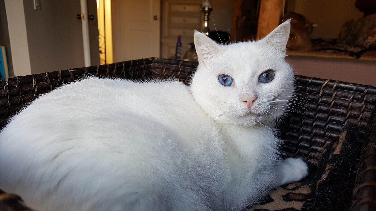 Courage - White Applehead Siamese-look, an adoptable Siamese, Domestic Short Hair in Newport Beach, CA, 92658 | Photo Image 1