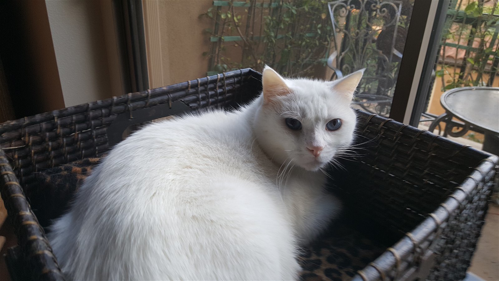 Courage - White Applehead Siamese-look, an adoptable Siamese, Domestic Short Hair in Newport Beach, CA, 92658 | Photo Image 2