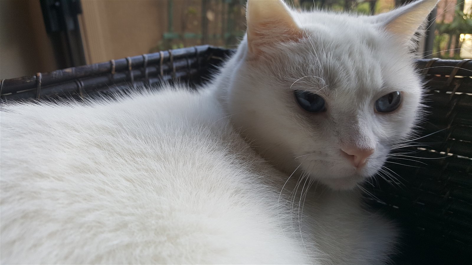 Courage - White Applehead Siamese-look, an adoptable Siamese, Domestic Short Hair in Newport Beach, CA, 92658 | Photo Image 3