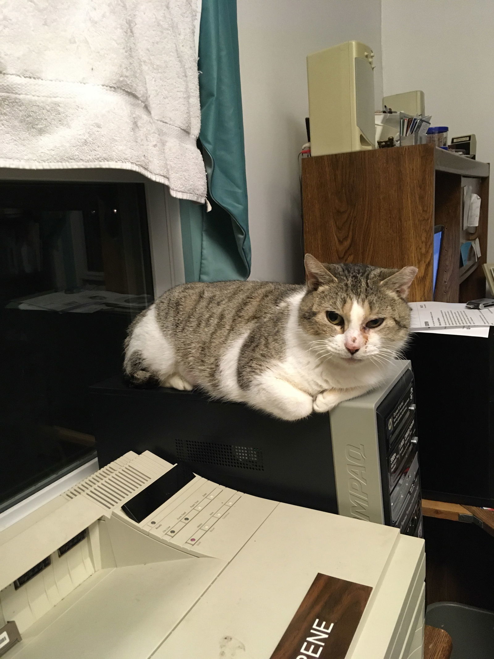 Pearl Bonded w/Katie, an adoptable Manx in Macedonia, OH, 44056 | Photo Image 1