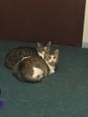 Pearl Bonded w/Katie photo 3