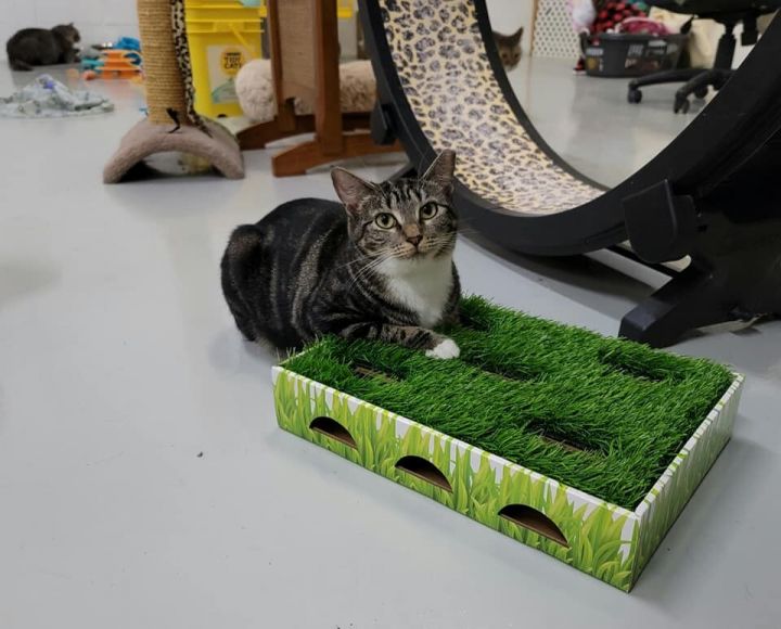 Cat For Adoption Sheba A Domestic Short Hair In West Palm Beach Fl Petfinder