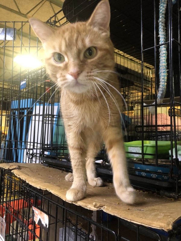 Petco Showcase Cats Bridge To Rescue So Much More Than Just Cats