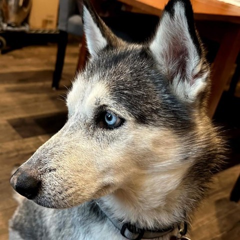 Kylo, an adoptable Husky in Houston, TX, 77070 | Photo Image 1