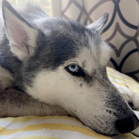 Kylo, an adoptable Husky in Houston, TX, 77070 | Photo Image 2