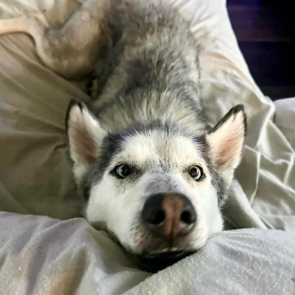 Kylo, an adoptable Husky in Houston, TX, 77070 | Photo Image 2