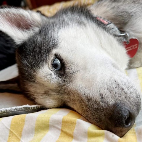 Kylo, an adoptable Husky in Houston, TX, 77070 | Photo Image 3