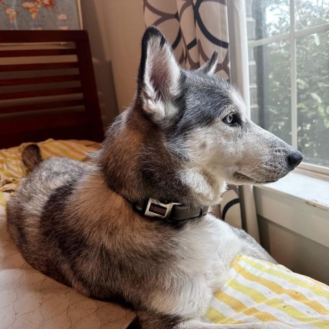 Kylo, an adoptable Husky in Houston, TX, 77070 | Photo Image 5
