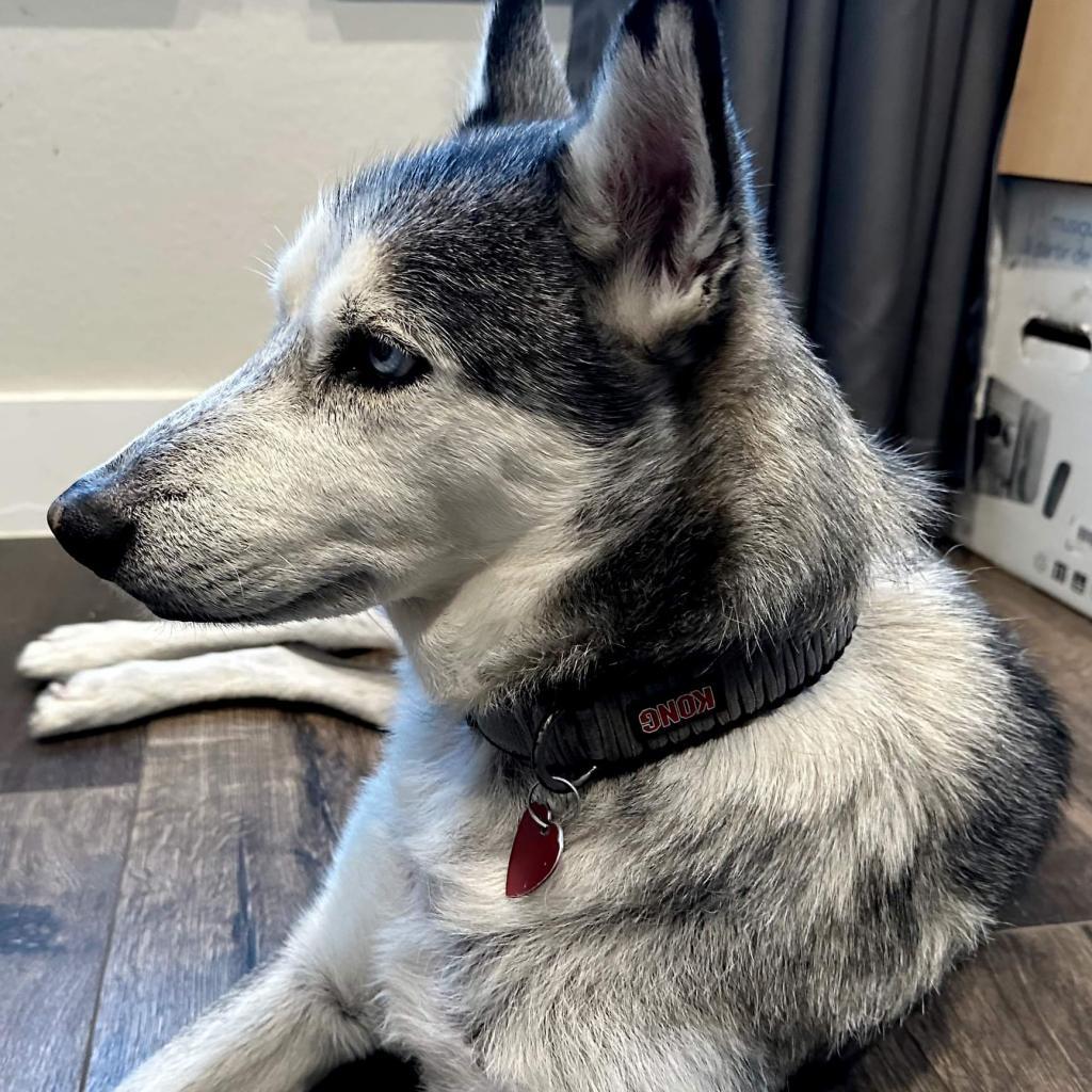 Kylo, an adoptable Husky in Houston, TX, 77070 | Photo Image 6