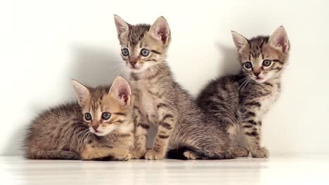 Kittens!! (Informational Posting), an adoptable Domestic Medium Hair in Bellingham, WA, 98226 | Photo Image 1