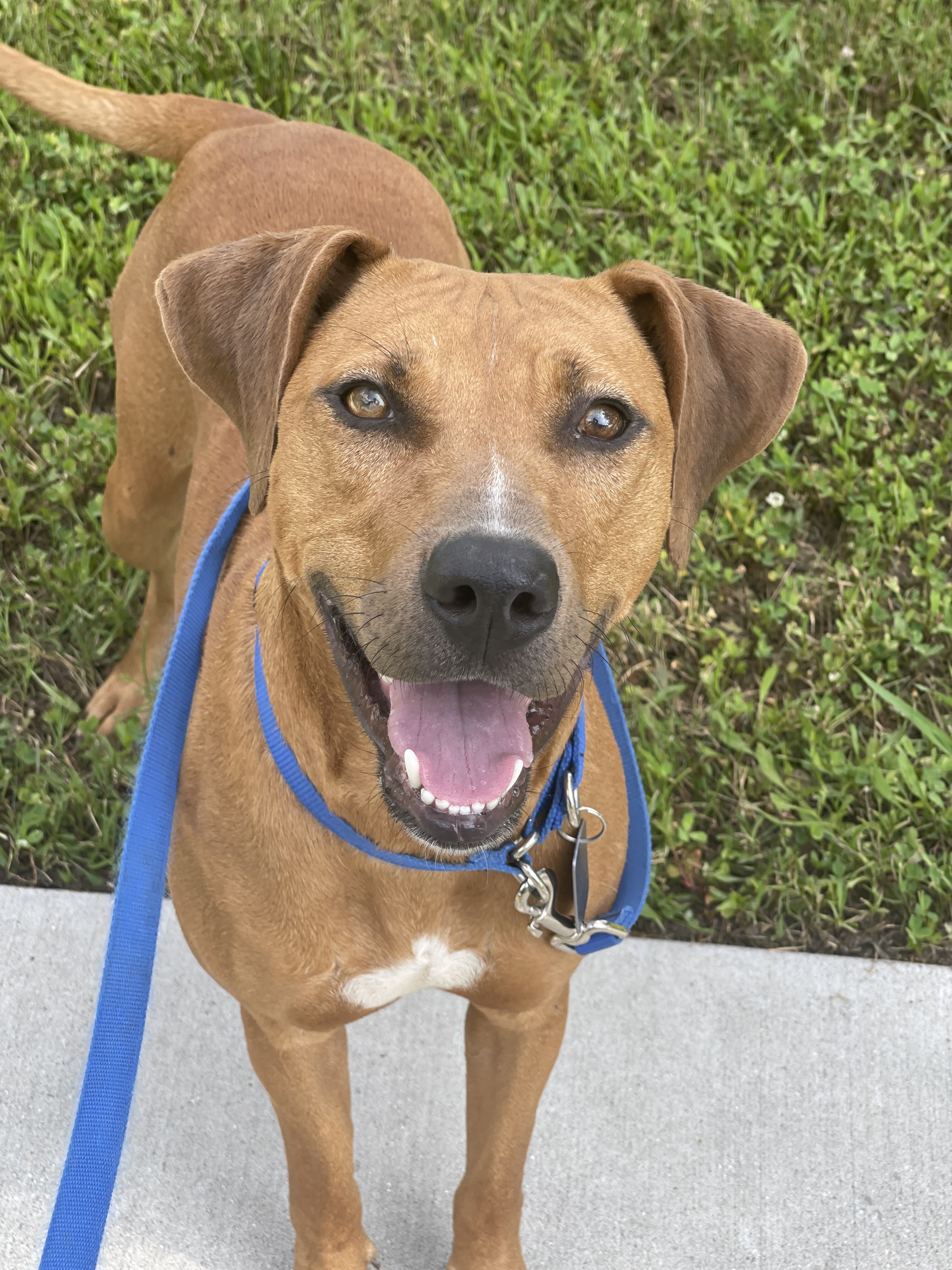 Laney, an adoptable Mixed Breed, Black Mouth Cur in Baton Rouge, LA, 70820 | Photo Image 1