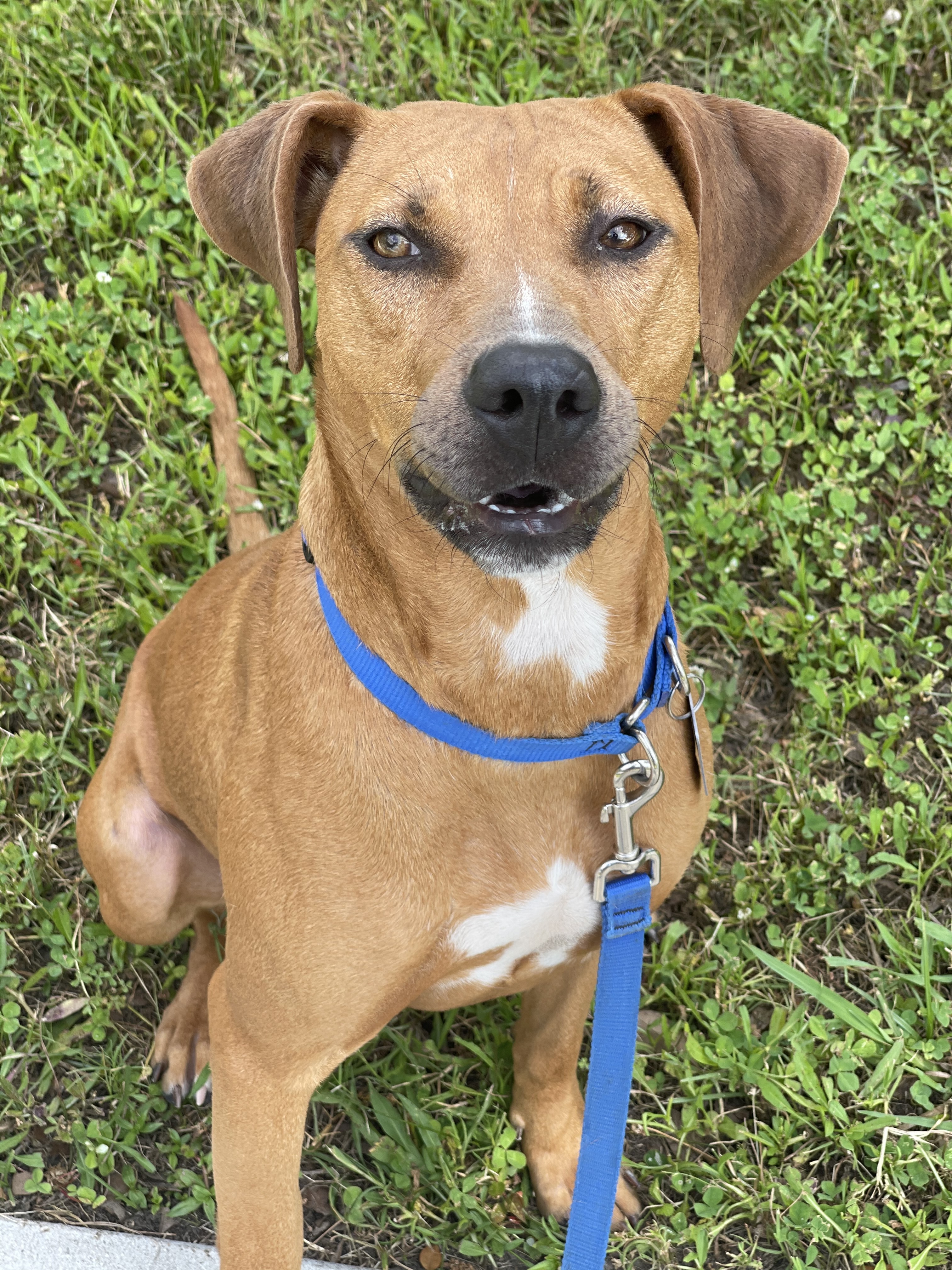 Laney, an adoptable Mixed Breed, Black Mouth Cur in Baton Rouge, LA, 70820 | Photo Image 2