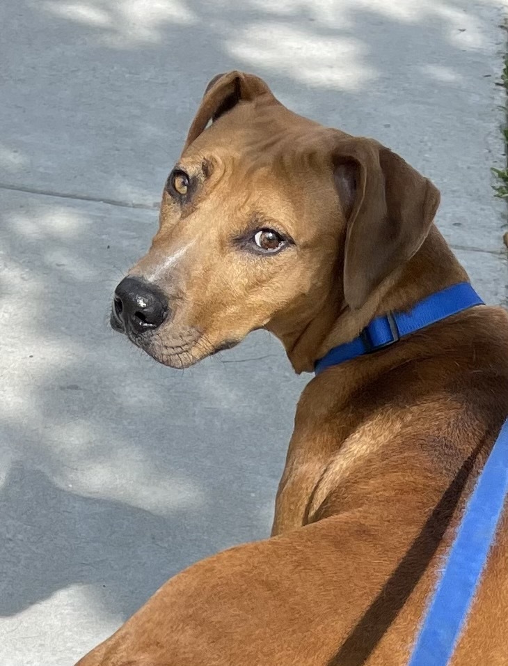 Laney, an adoptable Mixed Breed, Black Mouth Cur in Baton Rouge, LA, 70820 | Photo Image 3