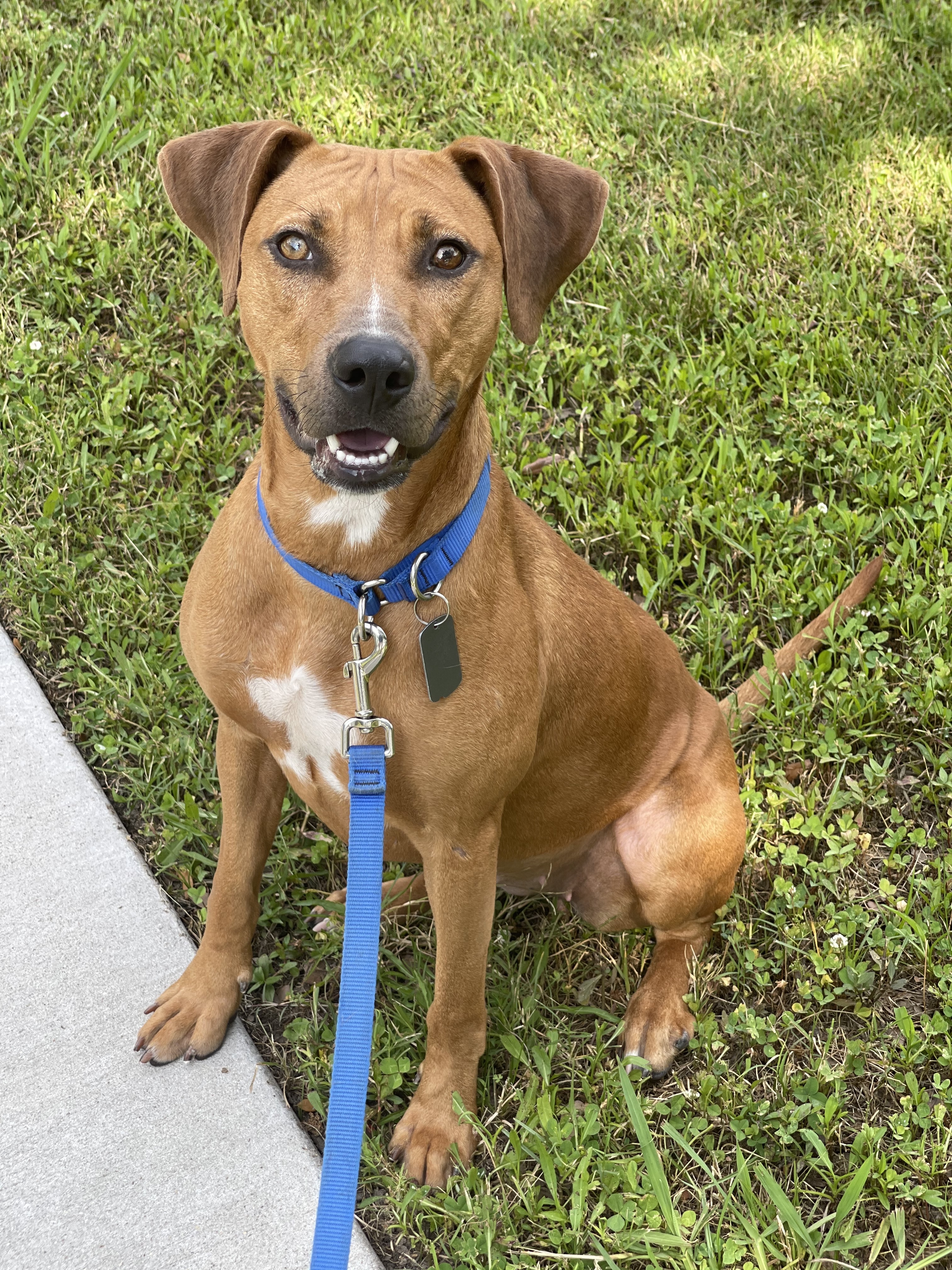 Laney, an adoptable Mixed Breed, Black Mouth Cur in Baton Rouge, LA, 70820 | Photo Image 4