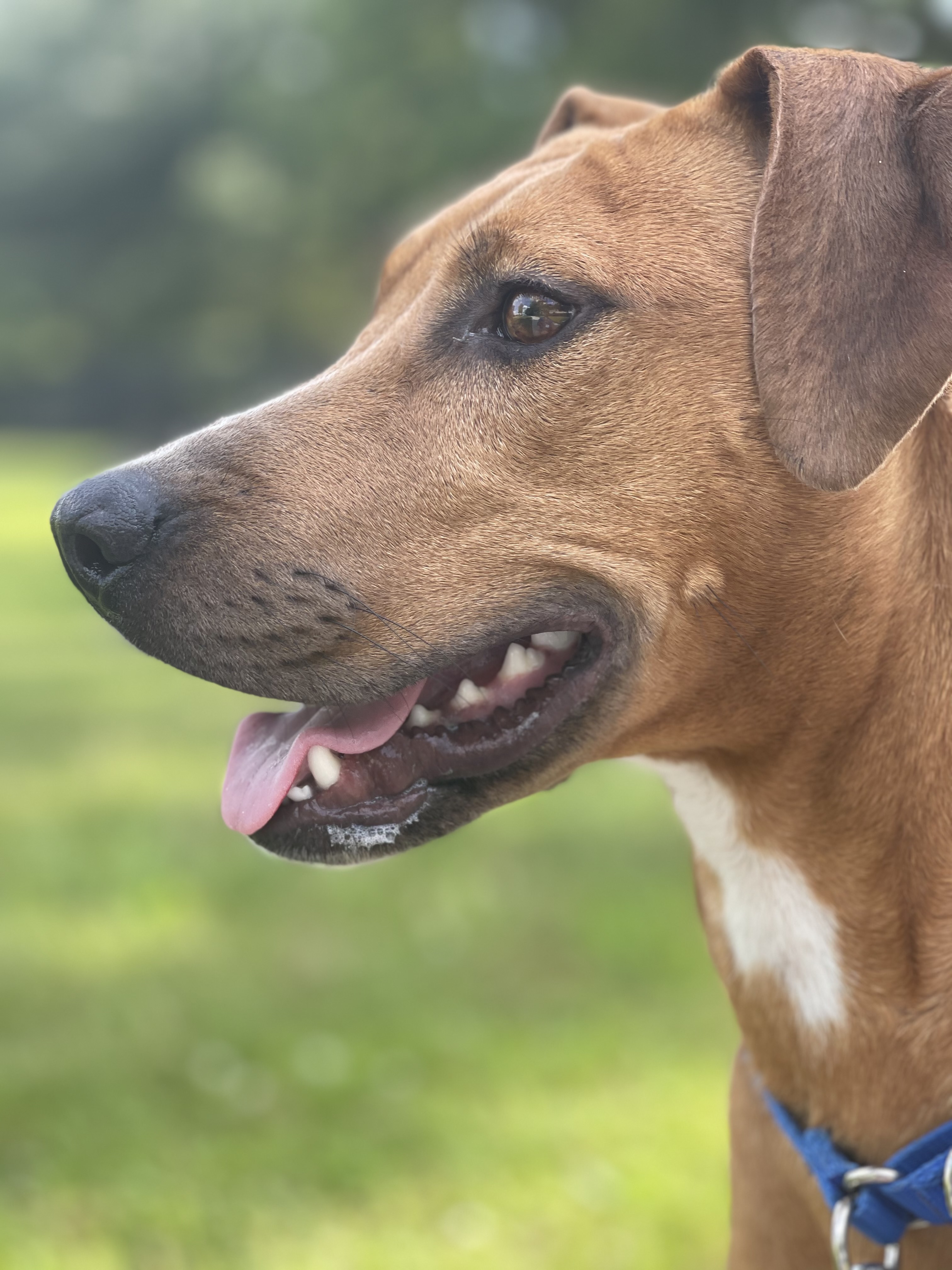 Laney, an adoptable Mixed Breed, Black Mouth Cur in Baton Rouge, LA, 70820 | Photo Image 5