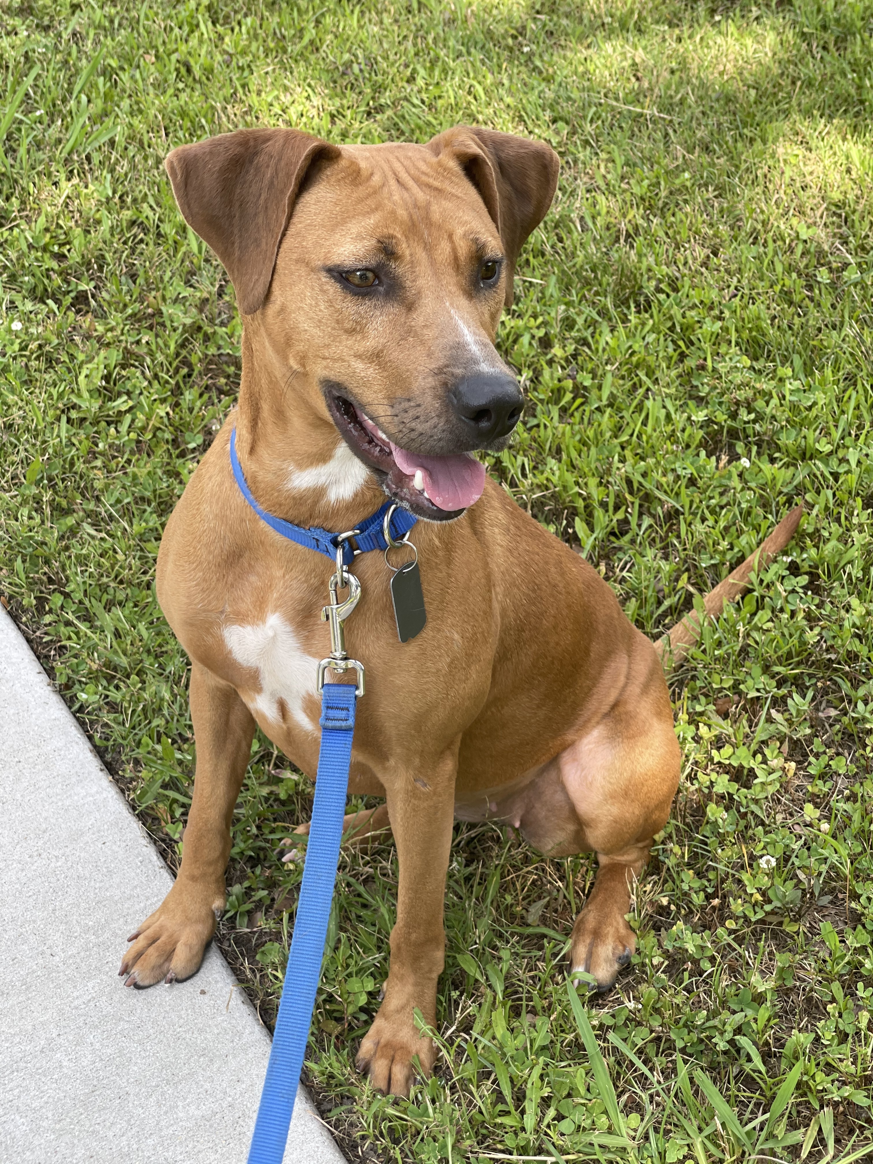 Laney, an adoptable Mixed Breed, Black Mouth Cur in Baton Rouge, LA, 70820 | Photo Image 6