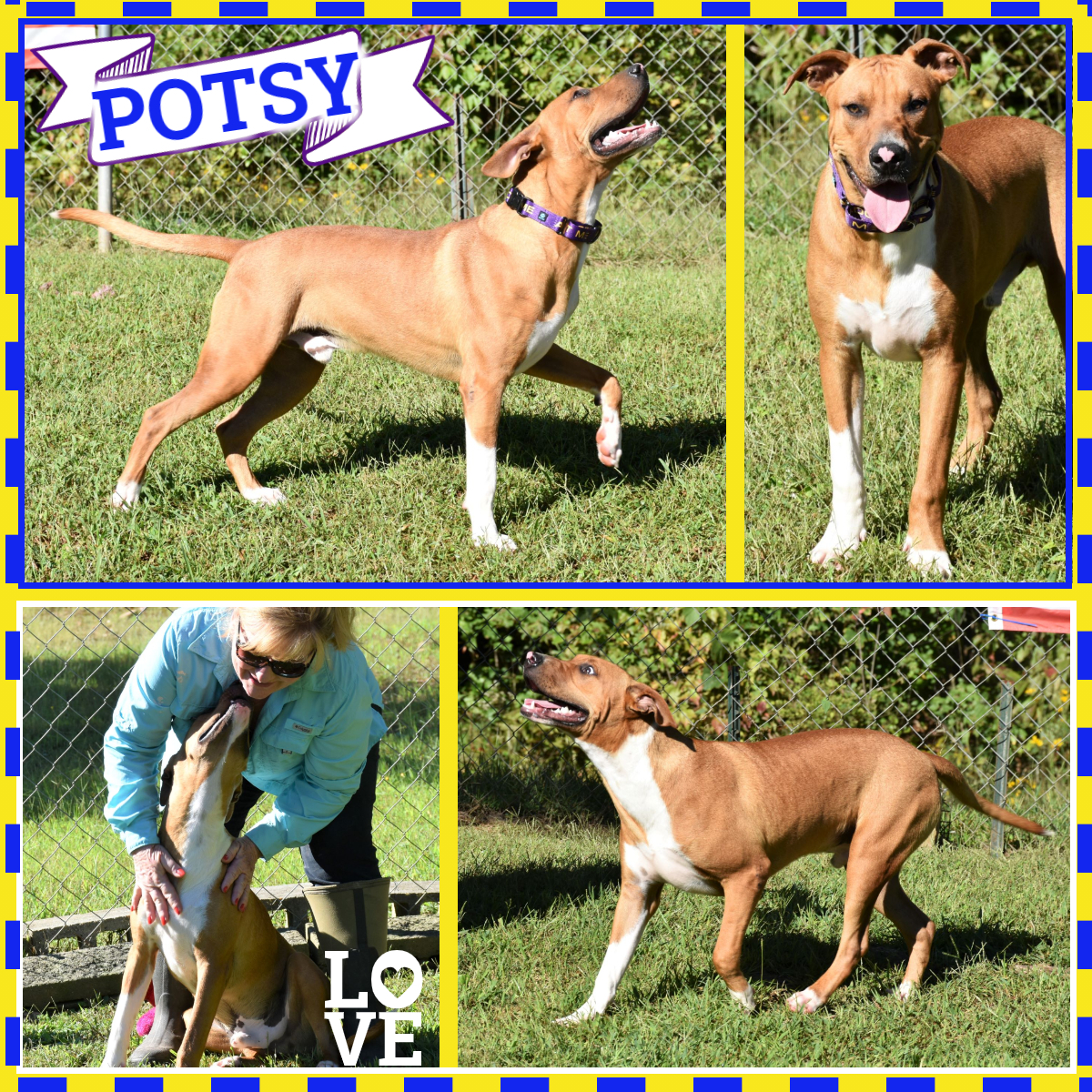 Potsy, an adoptable Labrador Retriever in Wedowee, AL, 36278 | Photo Image 1