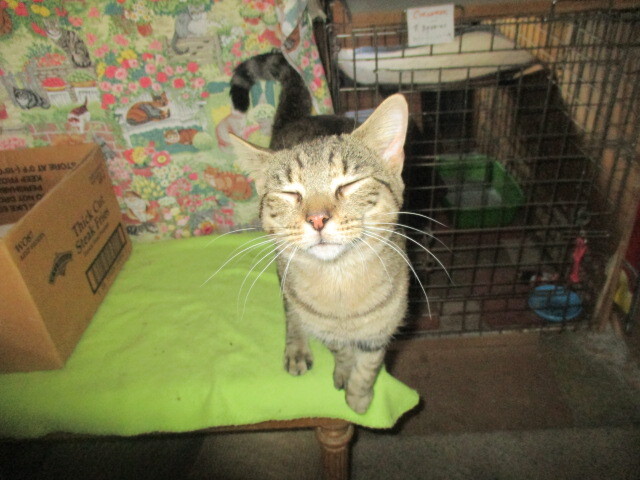 FABULOUS-adopted 1-16-22, an adopted Tabby & Domestic Short Hair Mix in Sterling Heights, MI_image-2