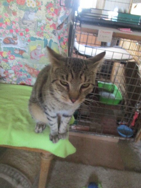 FABULOUS-adopted 1-16-22, an adopted Tabby & Domestic Short Hair Mix in Sterling Heights, MI_image-5