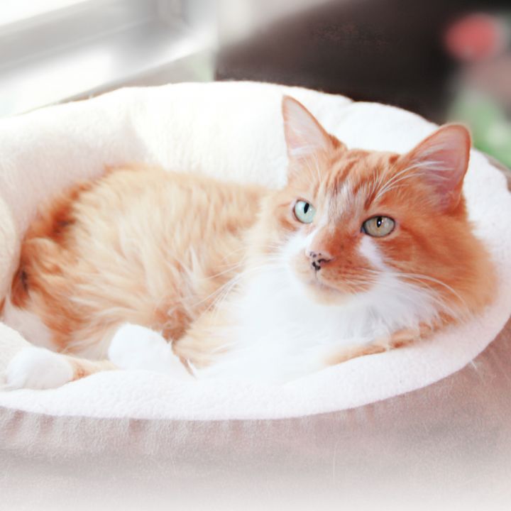 Baxter, an adopted Domestic Long Hair Mix in Clovis, CA_image-2
