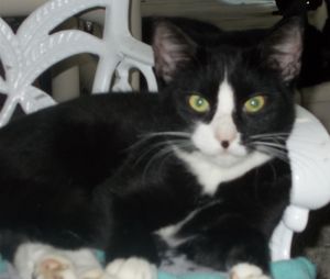 Mecca, Adult Female unknown