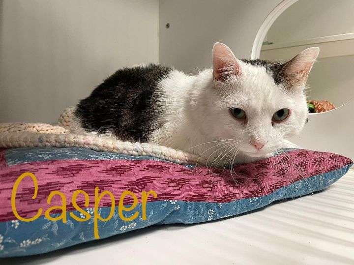 Casper, an adoptable Domestic Medium Hair in Hazleton, IA_image-1