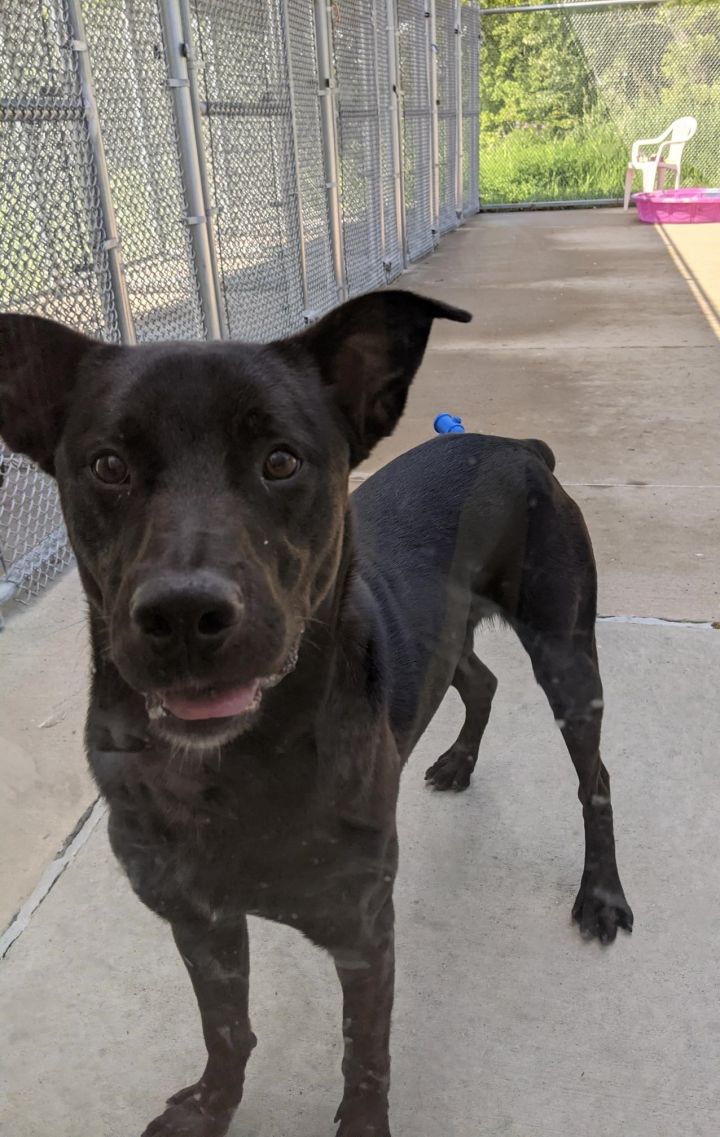 Dog For Adoption Roscoe A Labrador Retriever Mix In Iowa City Ia Petfinder