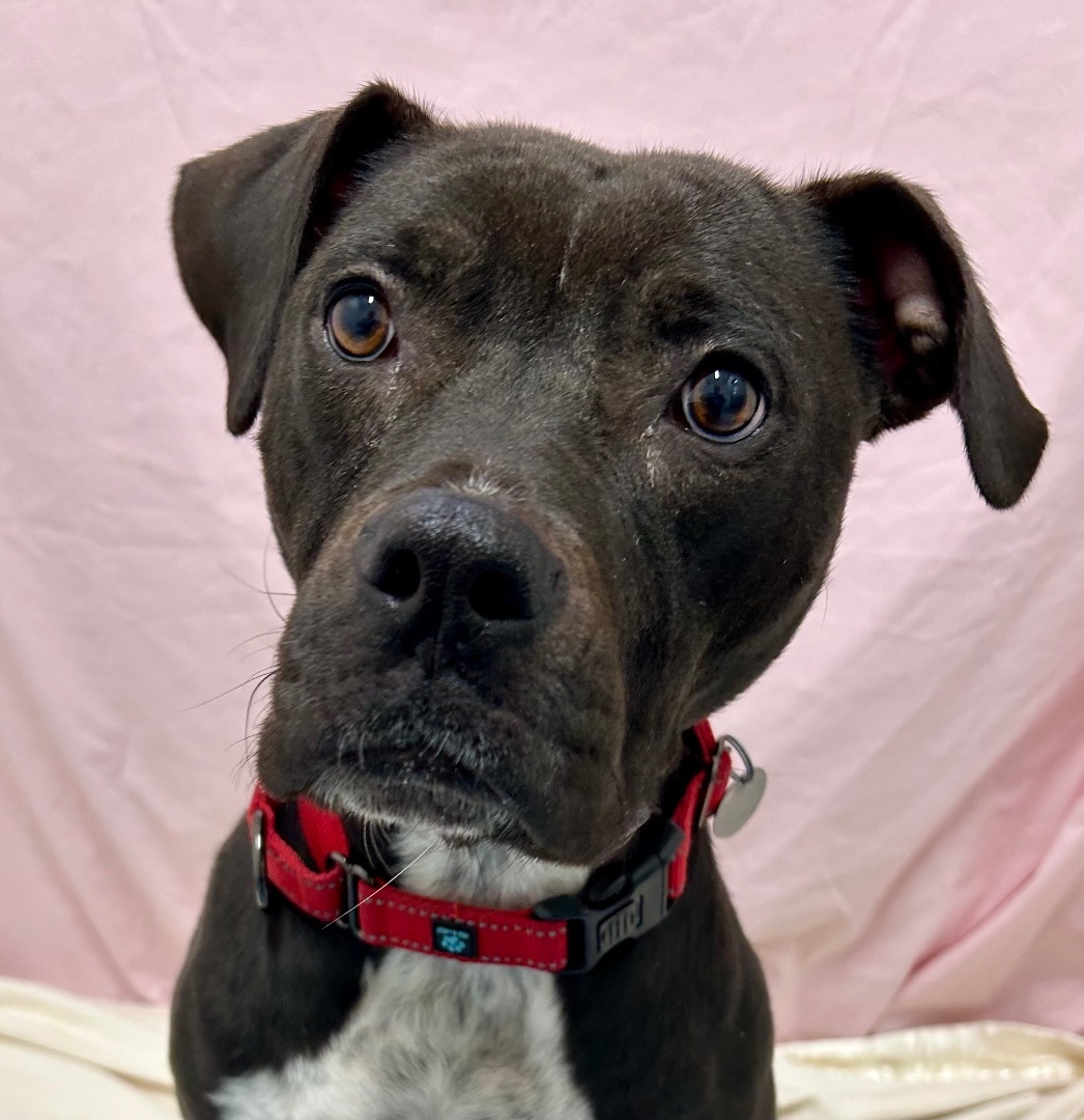 Heartworm positive dogs, an adoptable Mixed Breed in Springfield, VT, 05156 | Photo Image 2