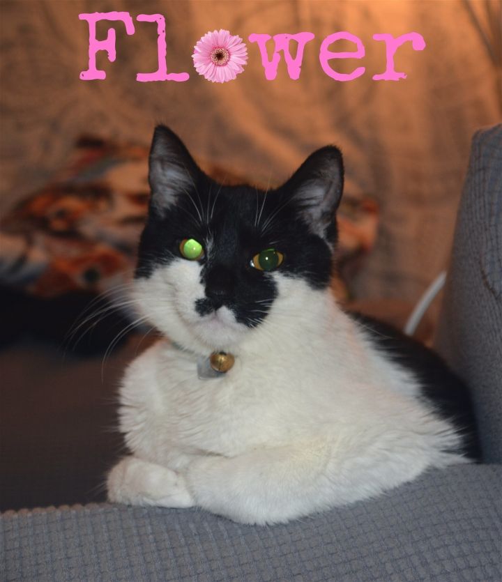 Flower, an adoptable Domestic Short Hair in Ravenswood, WV_image-1