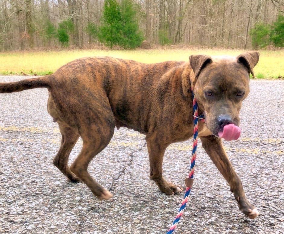Zena, an adoptable Boxer in Greenfield, TN, 38230 | Photo Image 5