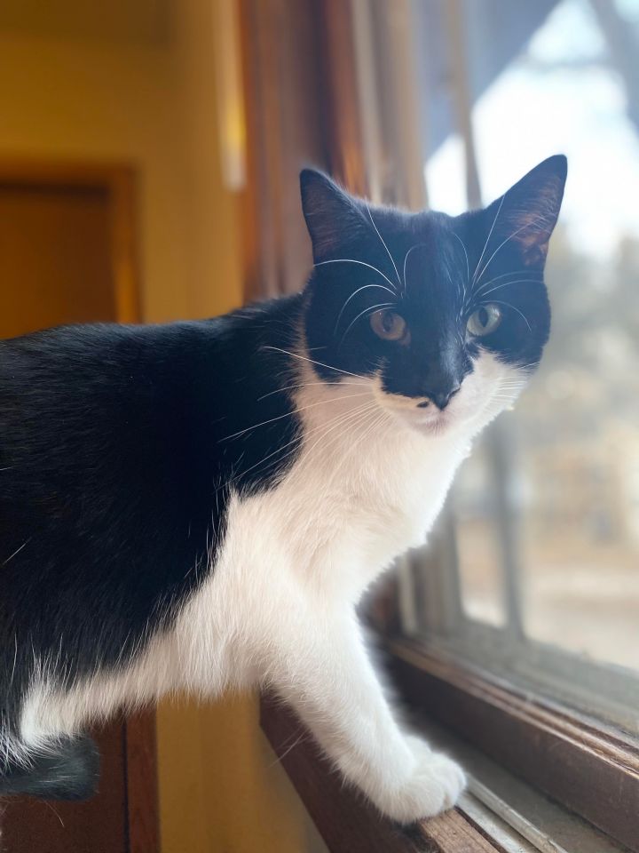 Dot BONDED to Polka, an adoptable Domestic Short Hair in Middleton, WI_image-1