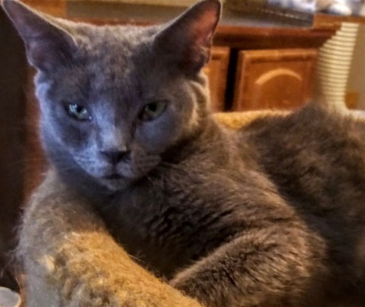 Miss Princess, an adoptable Domestic Short Hair & Russian Blue Mix in Fort Myers, FL_image-1