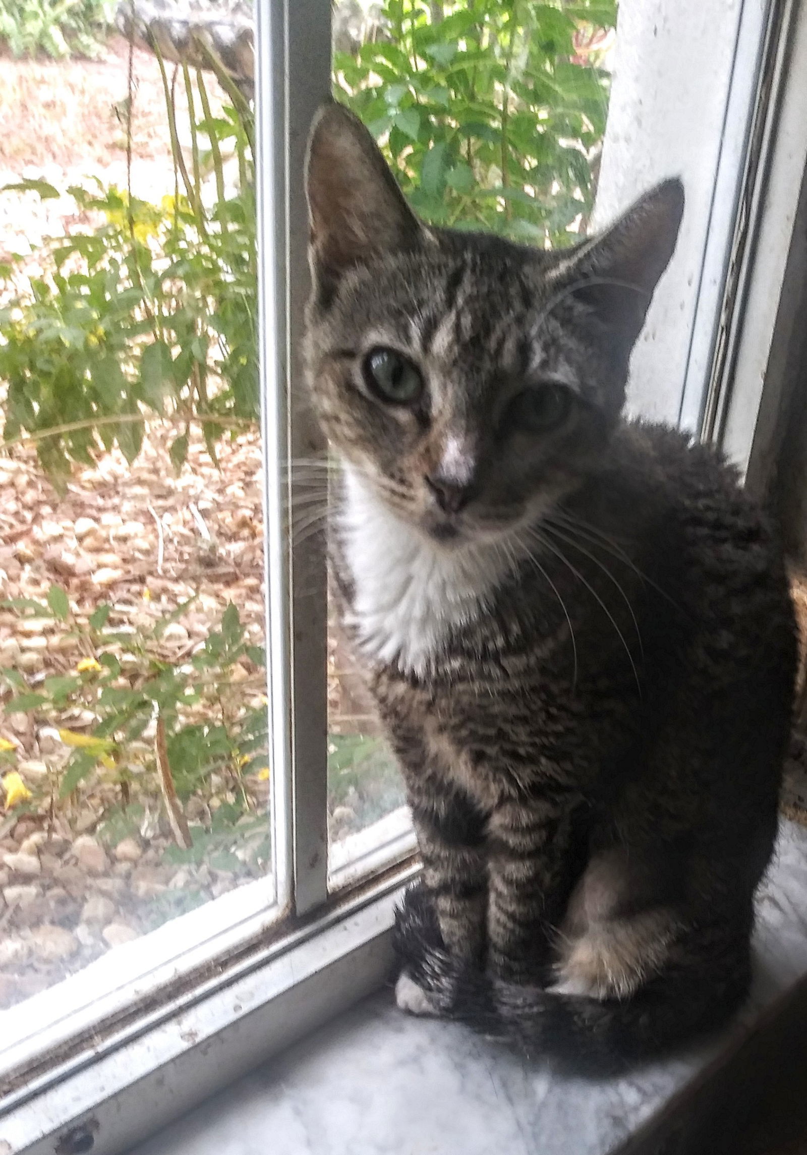 Dandylion, an adoptable Tabby, Domestic Short Hair in Fort Myers, FL, 33906 | Photo Image 1