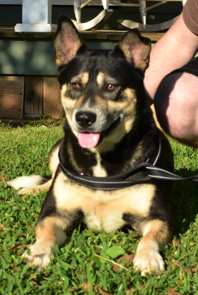 Claude (adoption fee reduced due to length of time at rescue), an adoptable Shepherd, German Shepherd Dog in Sharon, VT, 05065 | Photo Image 2